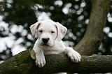 DOGUE ARGENTIN 313